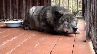 Волк охотится на собачку, уборка вольеров по расписанию. Парк Волков в Санкт-Петербурге.