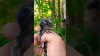 Veja Só Isto Filhote Recém Nascido De Sagui Chora Na Minha Mão E Mamãe Sagui Vem Buscar