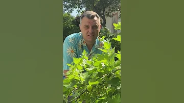 3 секрета ЦАРСКОГО КРЫЖОВНИКА