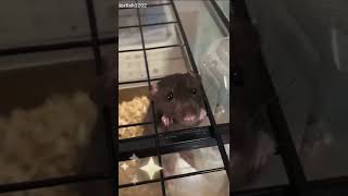 I'm a cute mouse #cute #mouse