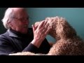 Poodle Attacks Old Man
