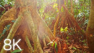 Amazon Rainforest Landscapes - 8K Nature Timelapse