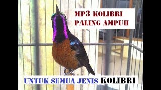 MP3 KOLIBRI PALING AMPUH,BUAT SEMUA JENIS KOLIBRI