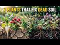 Still Making Compost? 7 Crops That Turn Dead Soil Into Black Gold 10x Faster