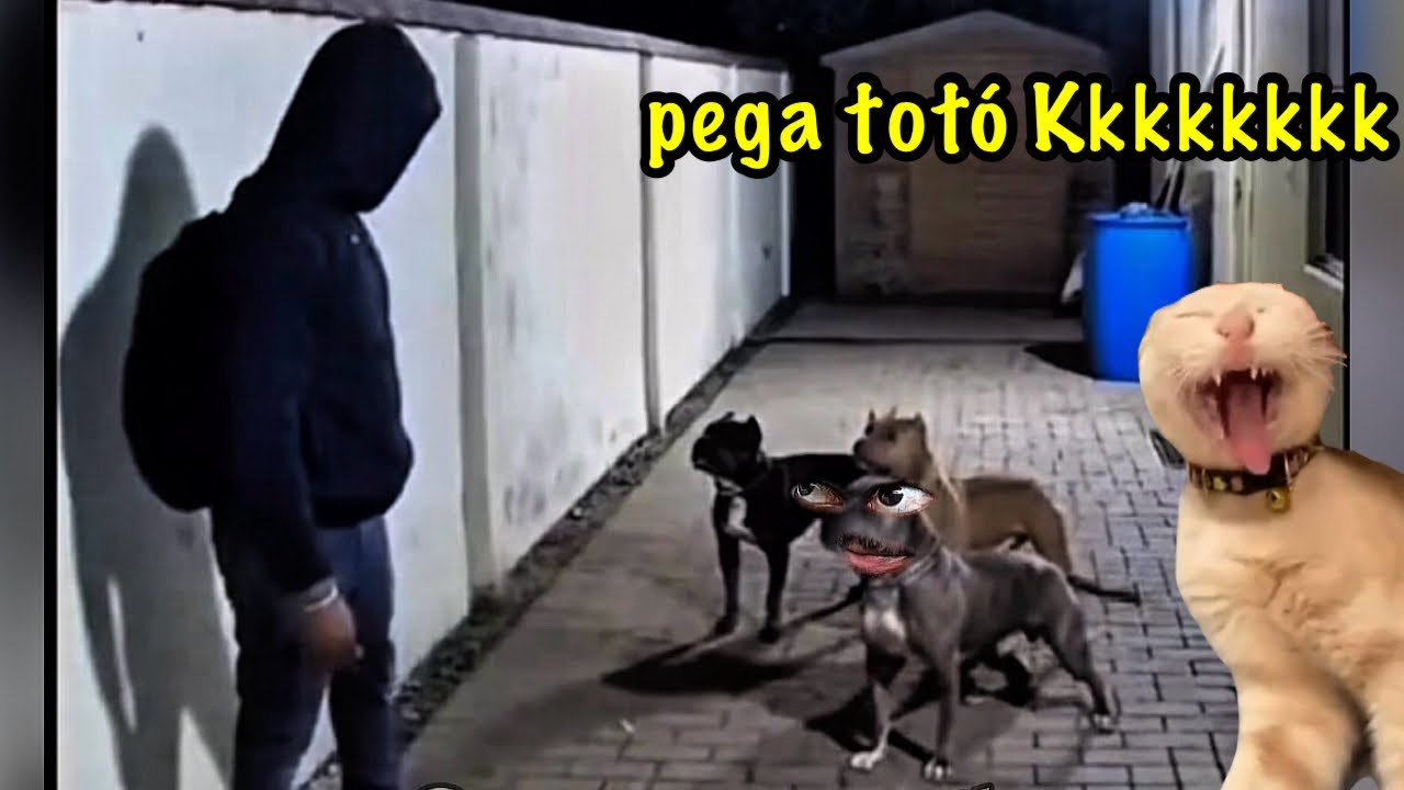 MEMES ANIMAIS - VIROU SAUDADE NA BOCA DOS PIT