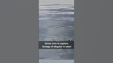 drone tries to  capture images of Alligators