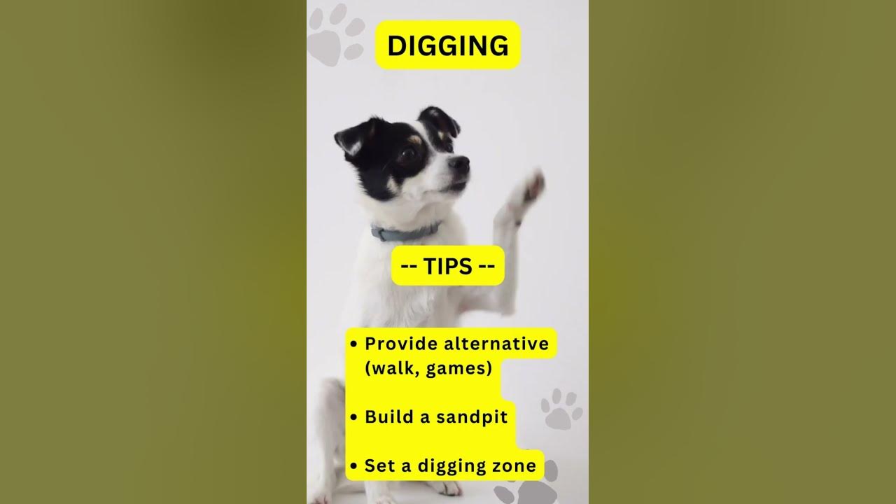 Tips To Resolve 3 Dog Problems dogstraining YouTube tips-to-resolve-3-dog-problems-dogstraining-youtube