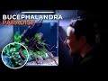 Bucephalandra sp. Kabupaten Landak TZ便 hq720.jpg?sqp=-