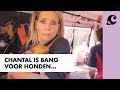 HOE DOET CHANTAL HET ALS EEN HONDENPSYCHOLOOG? - CHANTAL KOMT WERKEN - &C