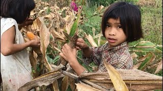 コーンを収穫する自給暮らしの山岳民族にお菓子をあげる【あの粗末な小屋に２１人で住んでいるのだそうです】