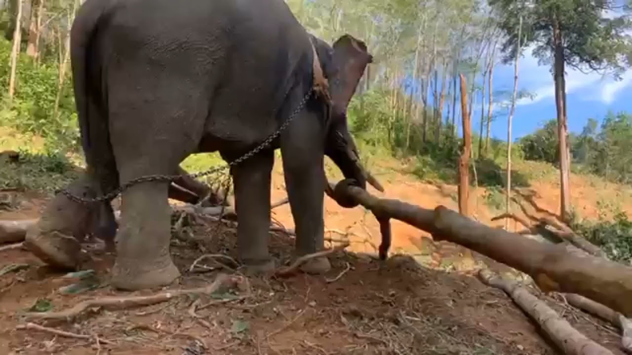 ความเก๋าของพ่อพลายประเสริฐ กับการลากไม้ ทีมงาน ช้างให้ ไทยแลนด์ วิถีชีวิตช้างภาคใต้ EP 459