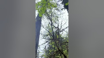 Massive Trees Cut Down with Perfect Precision! 🌲🪓 #TreeCutting #chainsawpower  #wood #treetrimming