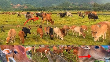Seharian Bermain Dengan Sapi Lembu Di Padang Rumput Hijau - Cara Penggemukan Sapi Kampung