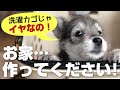 初めての子犬〜トイレセッティング 〜 赤ちゃん犬を迎えたら、トイレシートと水飲みは必須なんですね！