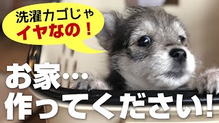 初めての子犬〜トイレセッティング 〜 赤ちゃん犬を迎えたら、トイレシートと水飲みは必須なんですね！