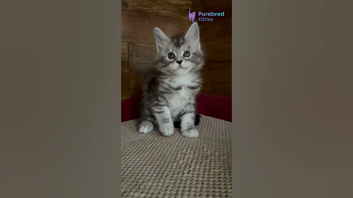 Video 11194351: coon kitten mainecoon, maine coon female kitten, maine coon girl, black maine coon, home mainecoon, beautiful mainecoon