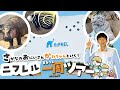 ニフレル行く前に見て！100倍楽しくなる水族館ツアー（大阪観光 NIFREL）