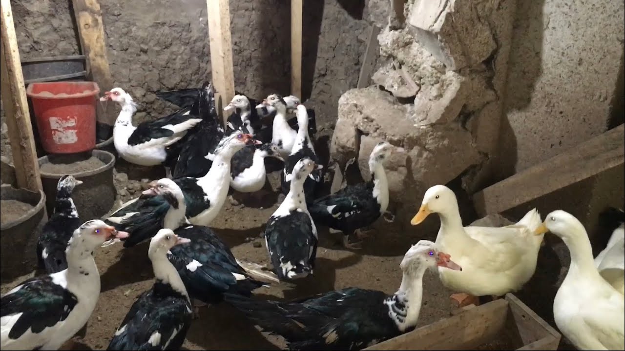 Ahmet Abinin Hobi Kümesi🦆🐓🐣 #süstavuğu #amerikanördeği #hobikümesi