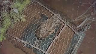 شاهد كيفية ❤❤صيد الأرنب البري 🐇بطريقة جد سهل 🕝مع عدم إذائها كما في إستعمال الفخة مشاهد ممتعة