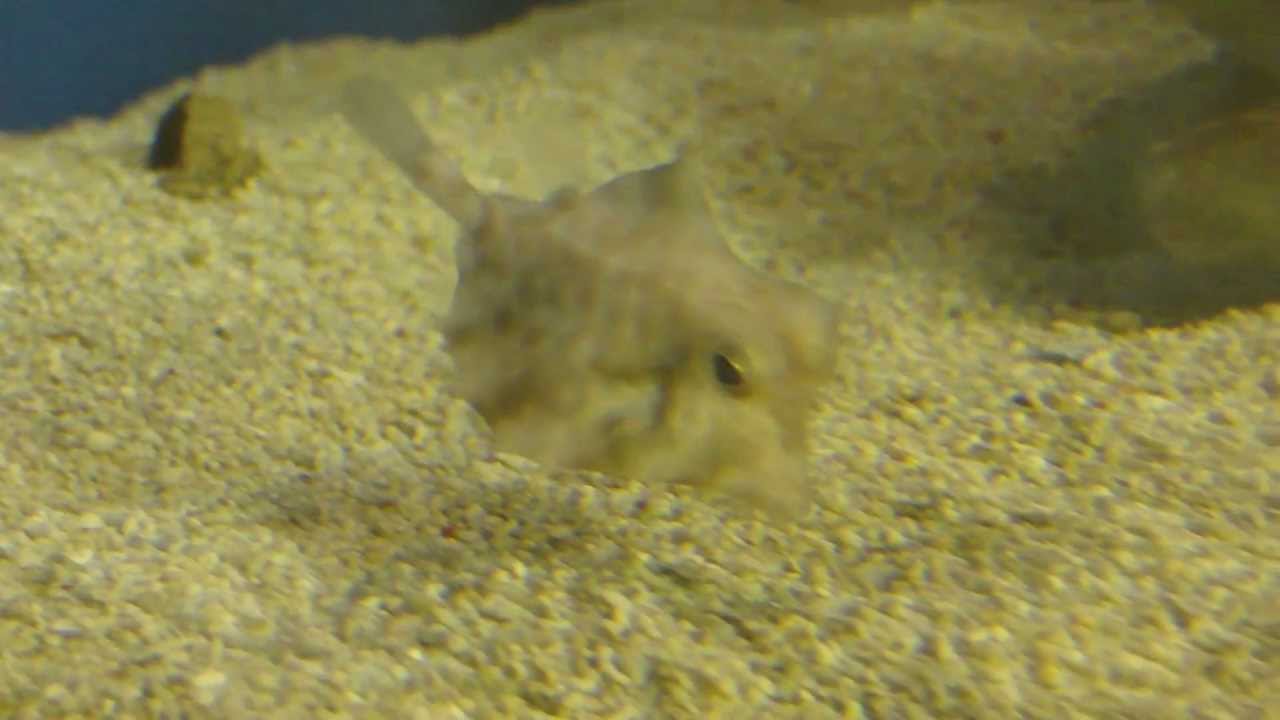 ラクダハコフグ Humpback Turretfish Youtube