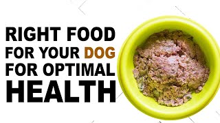 The Ultimate Guide to Feeding Your Dog: Best Foods for Optimal Health
