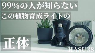 【おすすめ】植物育成ライト「HASU38 spec9」レビュー！国内最強のスポット型ライトの正体とは？アガベ | 塊根 | ビカクシダ |  エアプランツ | 観葉植物 | アクアリウム | テラリウム