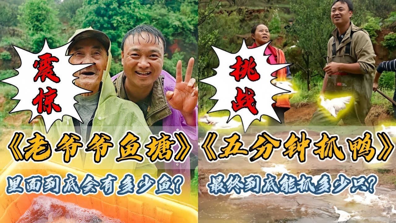 大表哥盘下老爷爷深山里的小鱼塘，最后被爷爷感动了！｜花500元上山逮5分钟老鸭，最后到底能上多少只？