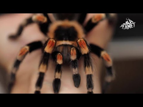 Video: Hvordan Man Opdrætter Edderkopper