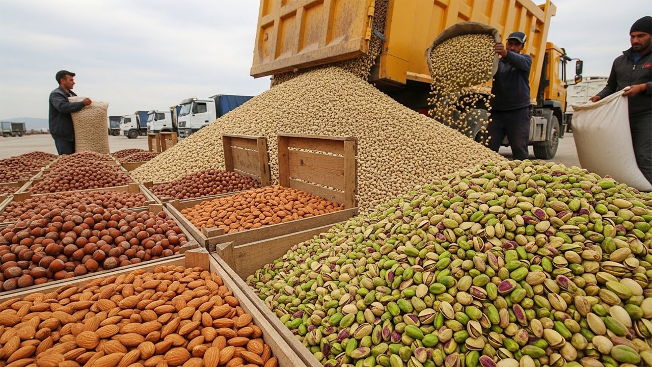 شاهد كيف يُحصد آلاف الأطنان من المكسرات🌰📍