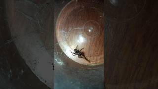spider vs centipede #arachnid #centipede #spider