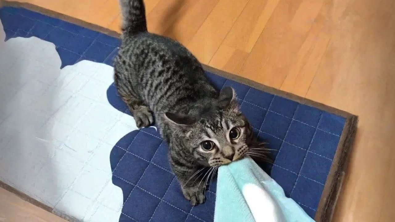 Когда ваш кот снова начинает делать странные вещи 😂🐱 30 минут смеха