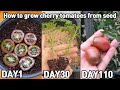 흑방울토마토 씨앗부터 수확까지ㅣHow to grow cherry tomatoes from seed