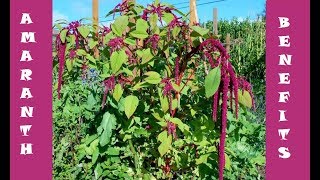 Benefits of Amaranth Leaves