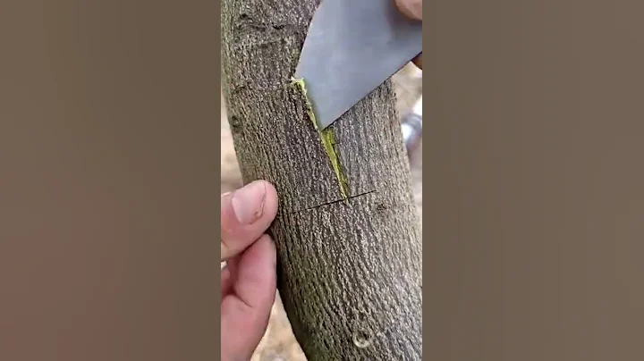 Grafting an Orange 🍊 tree to a Lemon🍋 Tree