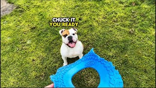 Active English Bulldog Tia Has Fun In Spring! by Tia English Bulldog 268 views 2 months ago 54 seconds