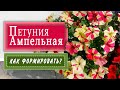 ФОРМИРУЕМ ампельную петунию. Первая ПРИЩИПКА.