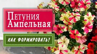 ФОРМИРУЕМ ампельную петунию. Первая ПРИЩИПКА. ФОРМИРУЕМ ампельную петунию. Первая ПРИЩИПКА.