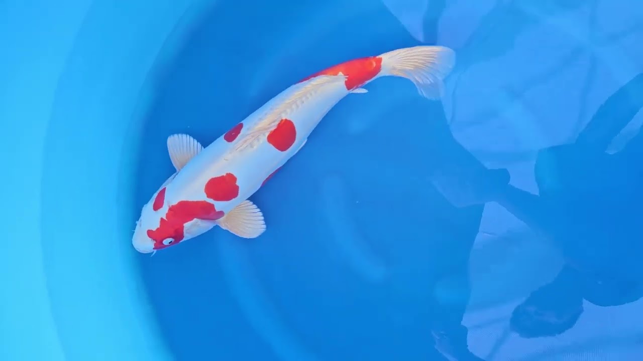 Kikusui - koi #x1215n005 - Tani Koi Farm