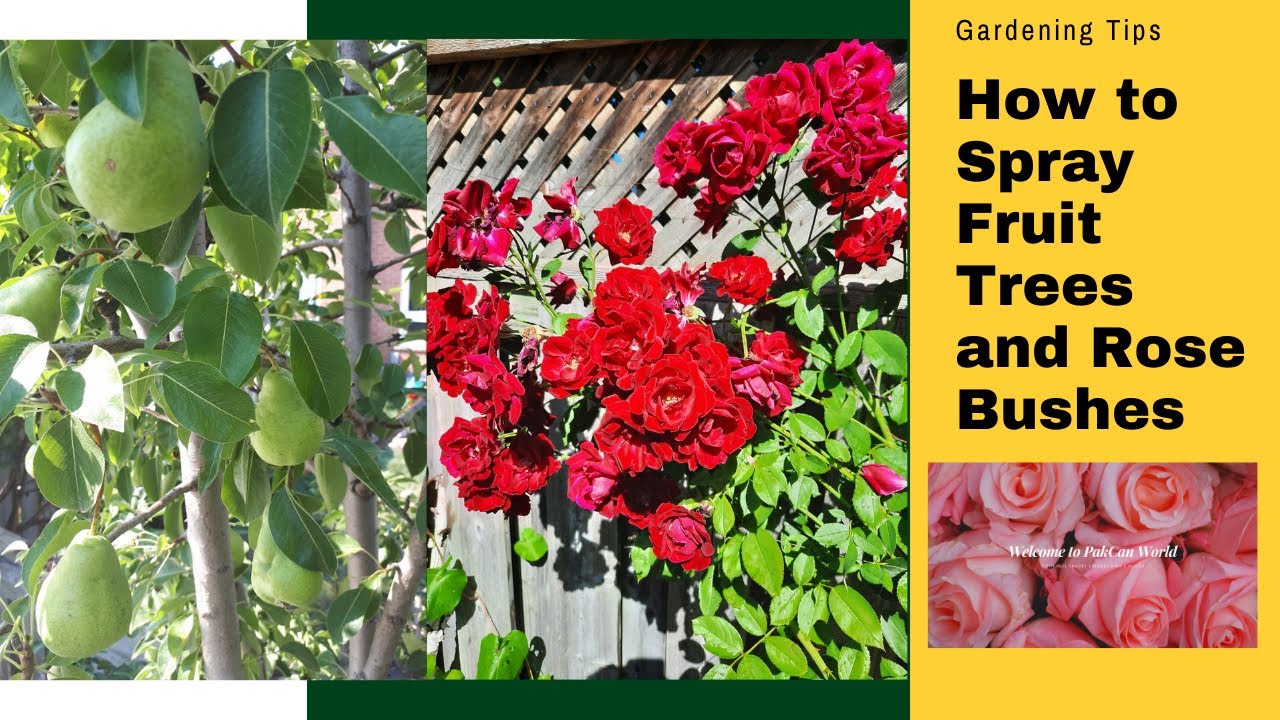 How to Spray Fruit Trees and Rose Bushes in Early Spring 🌹🍐 YouTube