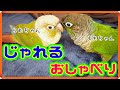 ウロコインコとじゃれる。声が小さいおしゃべり。