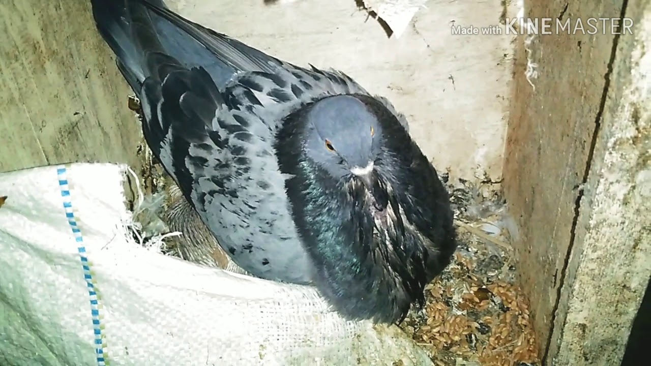 إنتاج تزاوج أنثى حمام الخنيسي 💕 ذكر حمام العنبر 🤭Accouplement de la production pigeons différents