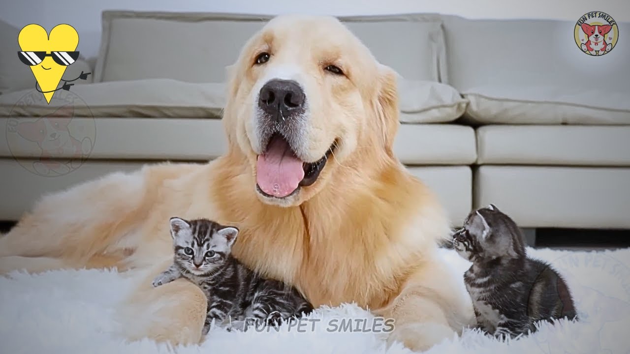 Funniest Animals Moments Ever  😹🐶 NEW Funniest Dogs Video 🐶🐱  Funny Animals Videos  