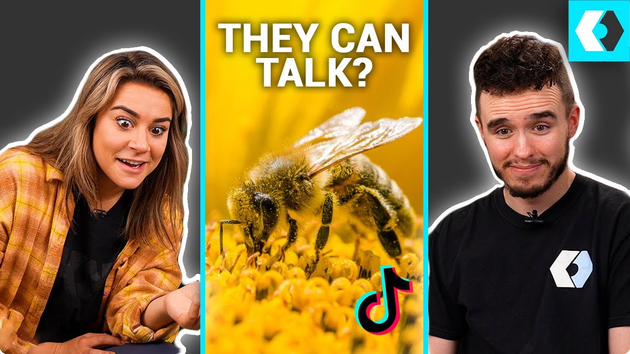 Are Bees Screaming At Us? - TKOR REACTS