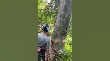 Heavy Leaning Beech Tree! #shorts #borecut #arborist #treework #trees #husqvarna #protos