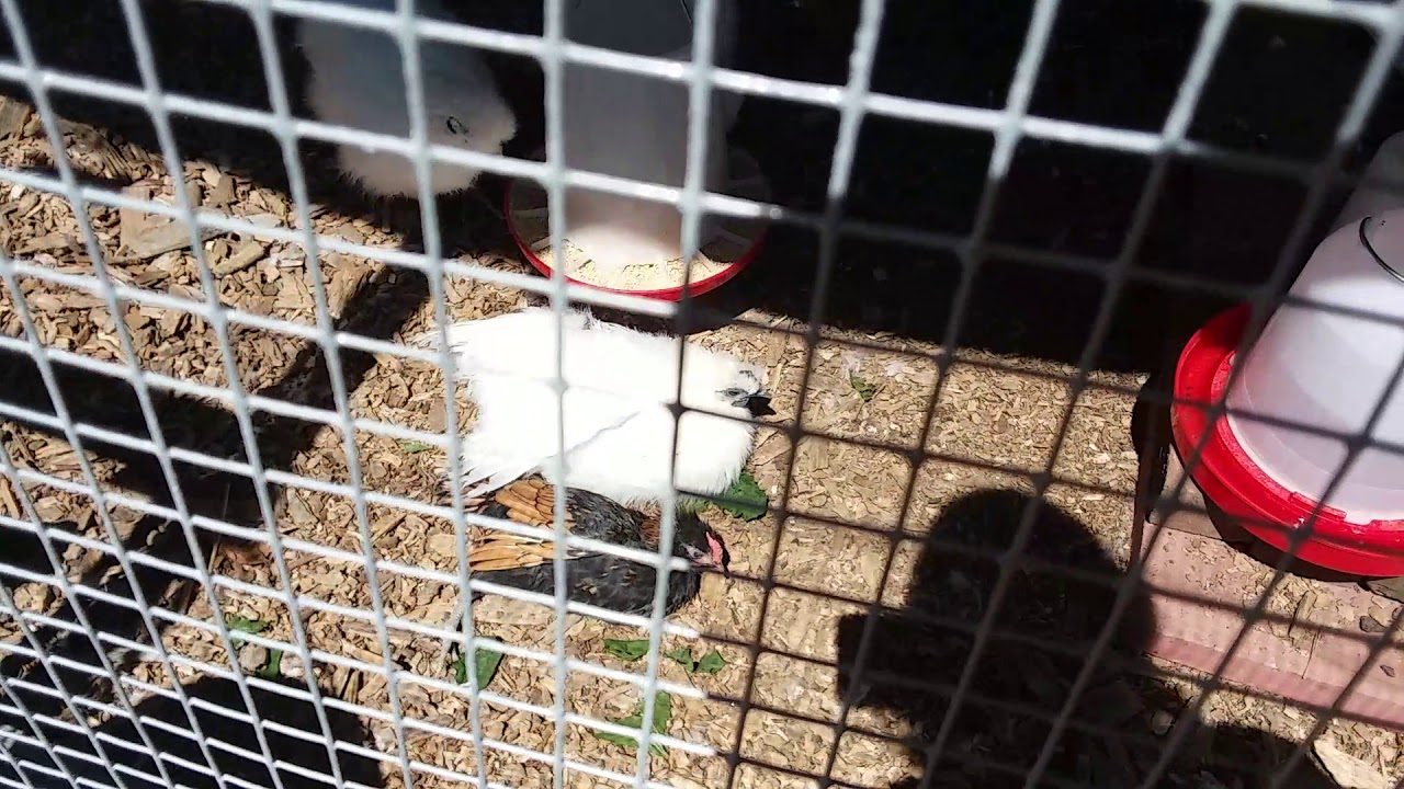 Chickens Sunbathing YouTube
