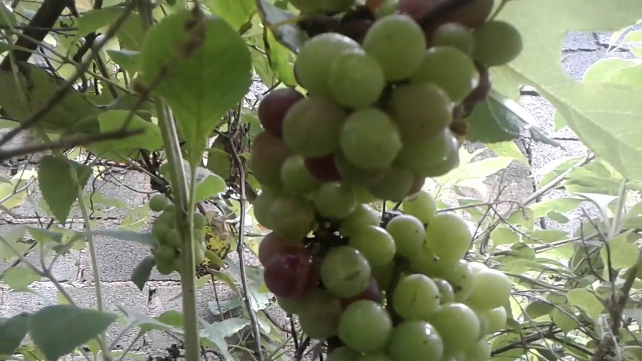 como ganhar dinheiro na netflix PALPITES DO DIA 10/12/2016=GANHAR SEMPRE=TAVINHO E SERGIO=