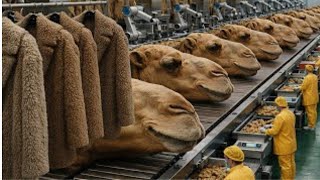 Inside a Camel Wool Factory – Traditional to Modern Process🤯