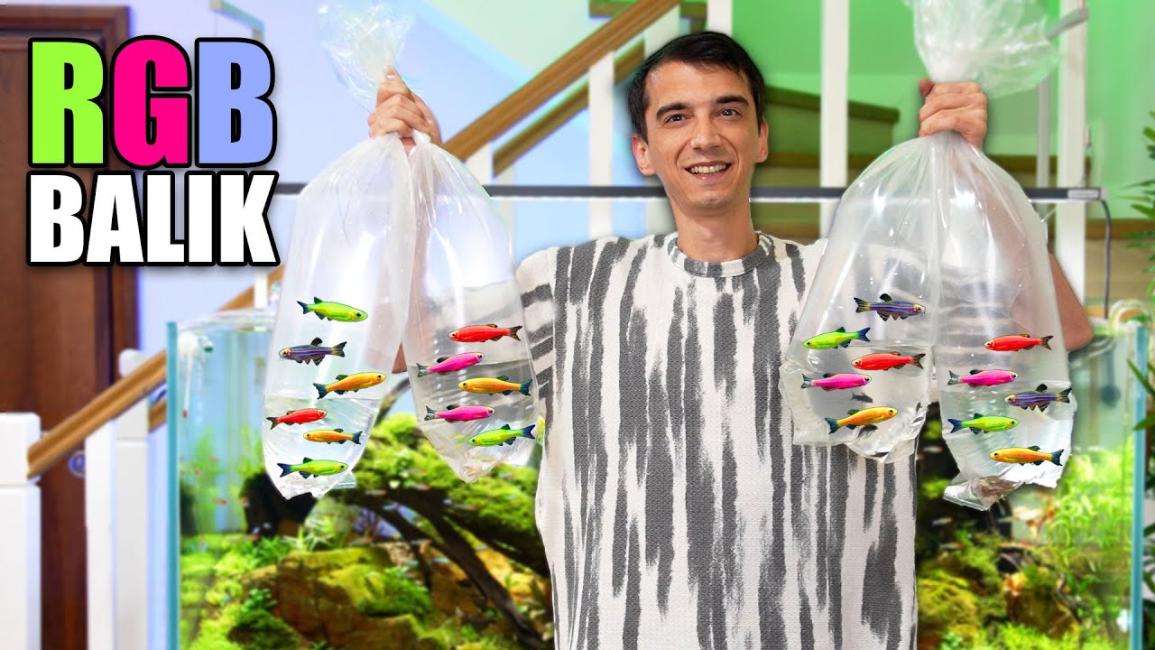 Akvaryumu Yeniden Tasarladım, 150 Yeni Balık, RGB Balıklar! (Haftalık Vlog)