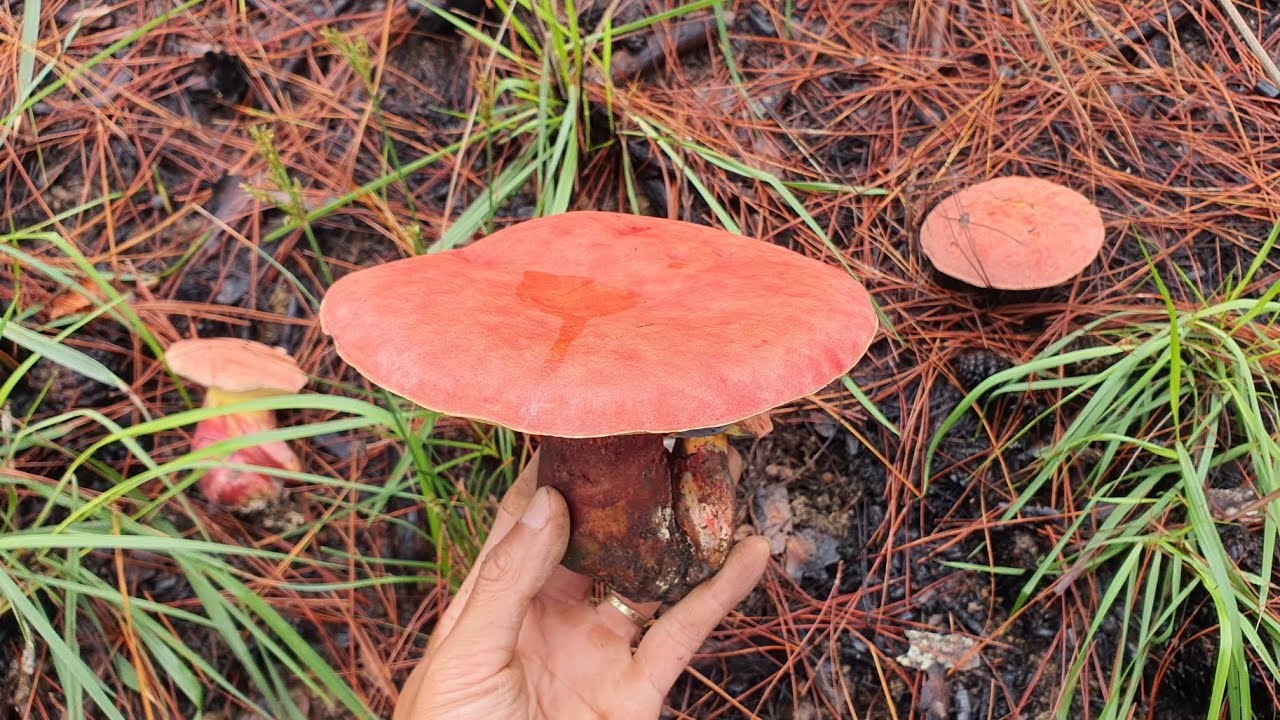 Hái nấm rừng thông 2024 | mùa nấm Kaki, hột gà, nấm mối, san hô, nấm ...