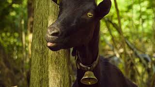 Goat Bell Sound Effect - Goat Bell Sound - Bell Sound Effect - Goat SFX